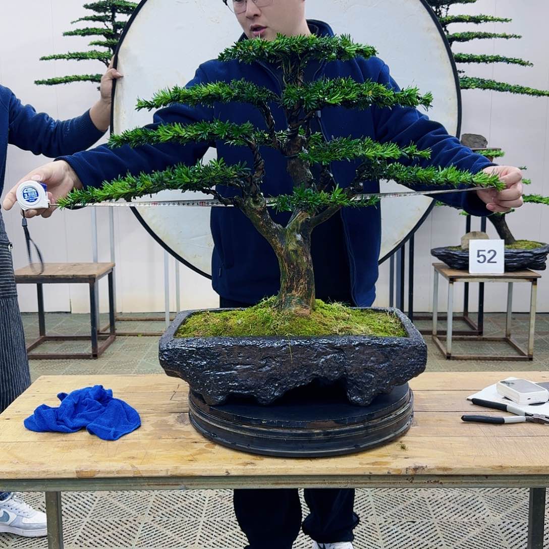 盆景米叶罗汉松盆景