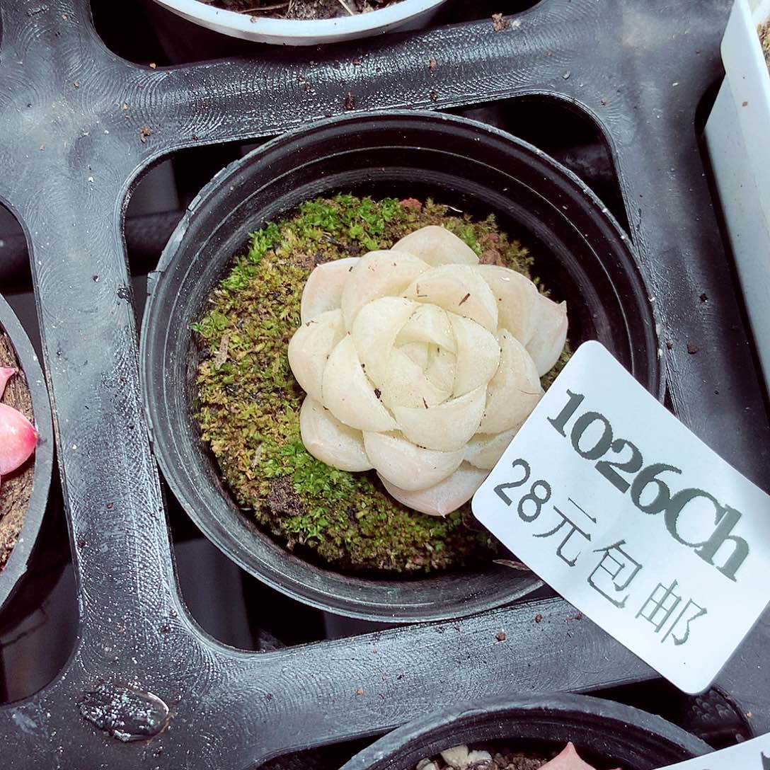 5厘米盆精控多肉1026