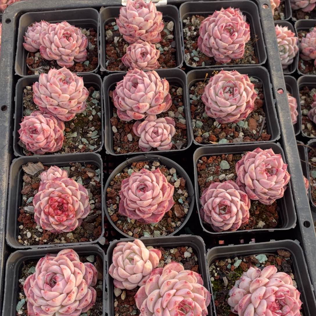 多肉植物十二个精品组849