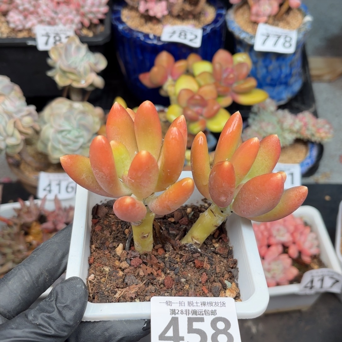 金蟾双头无盆土发货