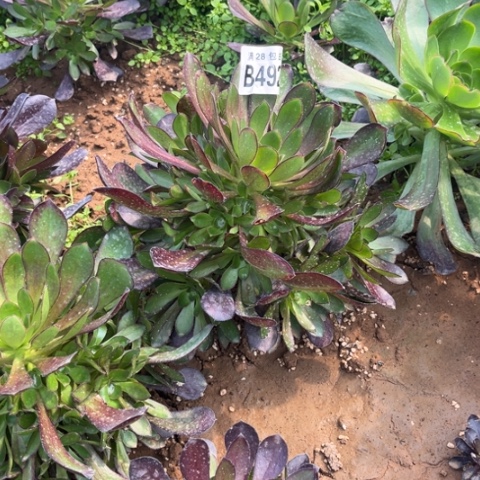 492红酒元叶不包断枝