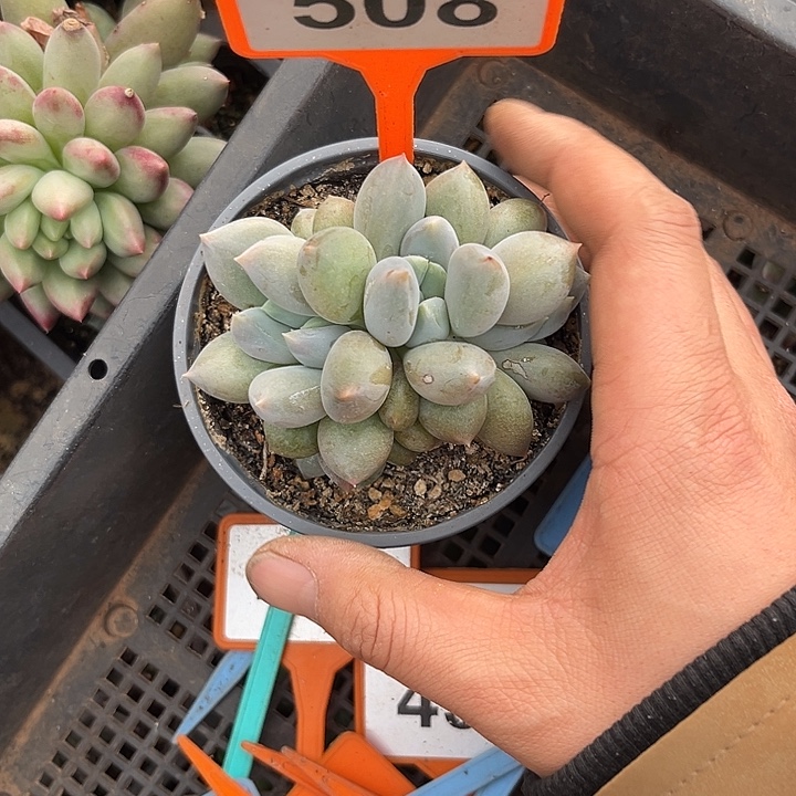 多肉植物胖体哥特508