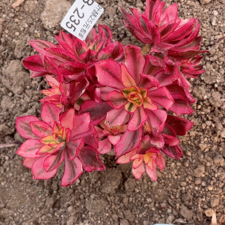 235魅影有砍多肉1234567