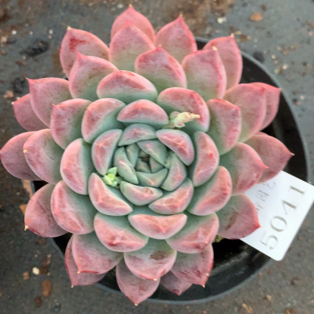 5041杂交精品基地9厘米