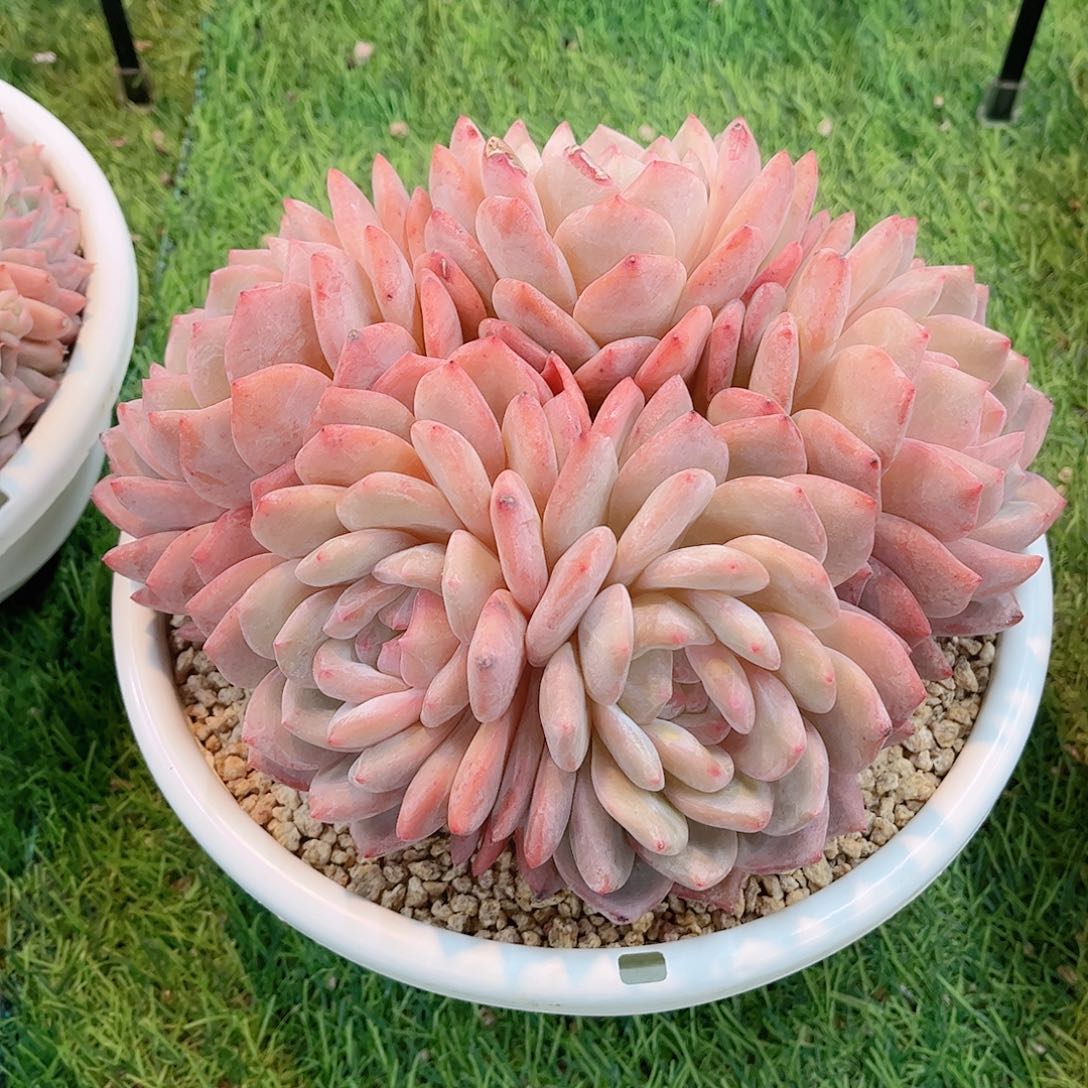 韩版雪天使精品多肉