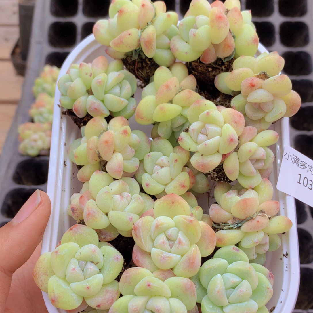 我要去看你了啊我的103