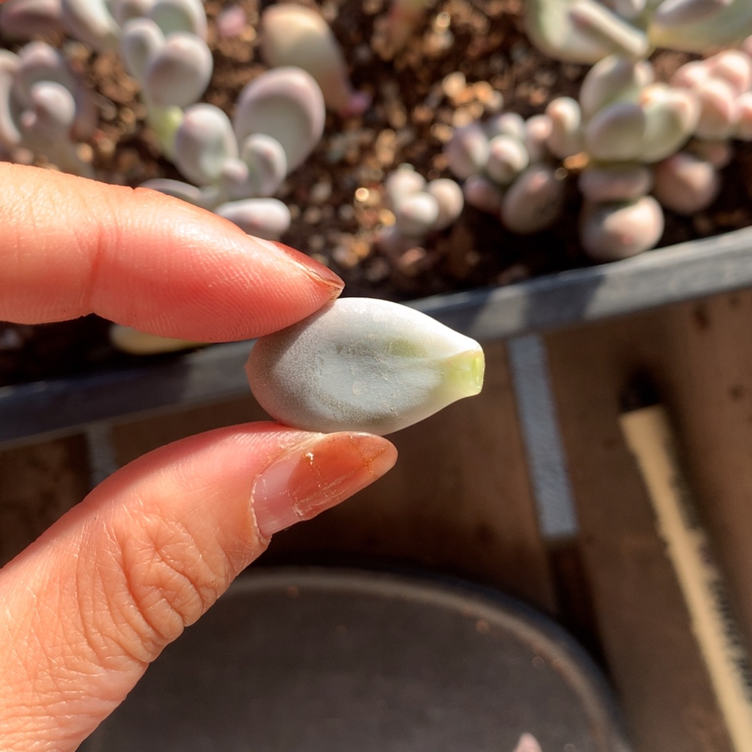 李***️锦基因 不凑满28元发一片叶 不售后 到付