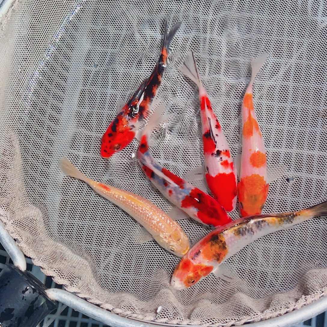 Y***n锦鲤锦鲤观赏鱼1111