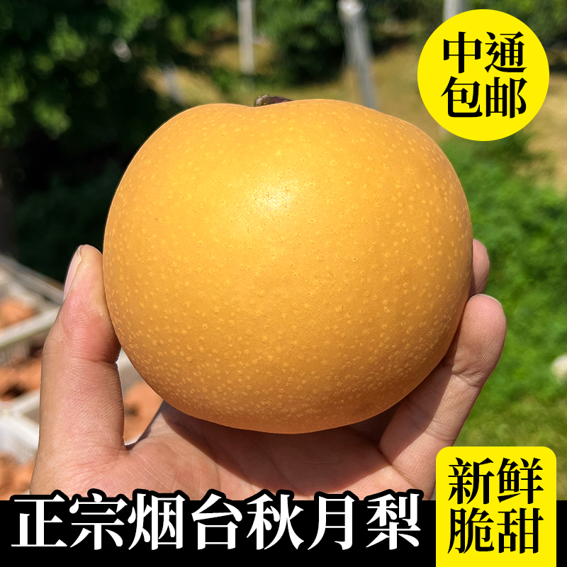 烟台莱阳秋月梨新鲜冰糖梨当季水果现摘超甜大果皮薄中秋