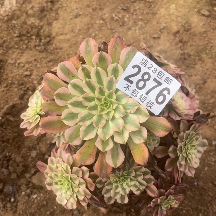 2876粉铜多肉植物