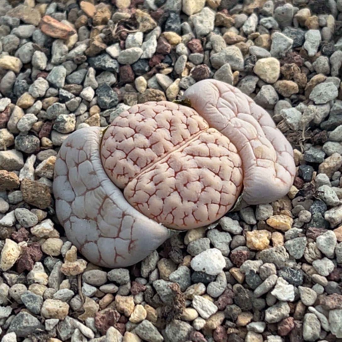 7538红蜜纹蛙哥189一颗