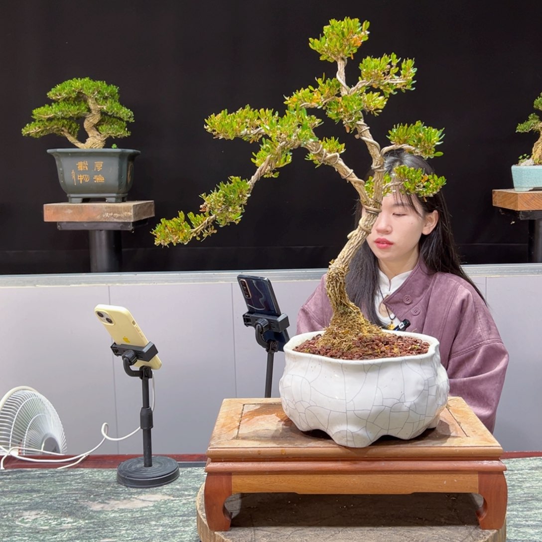 绿植黄杨盆景盆景