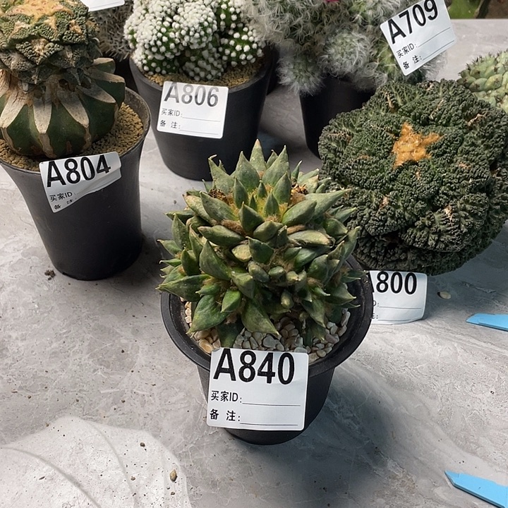 完全开放840龙牙群一个