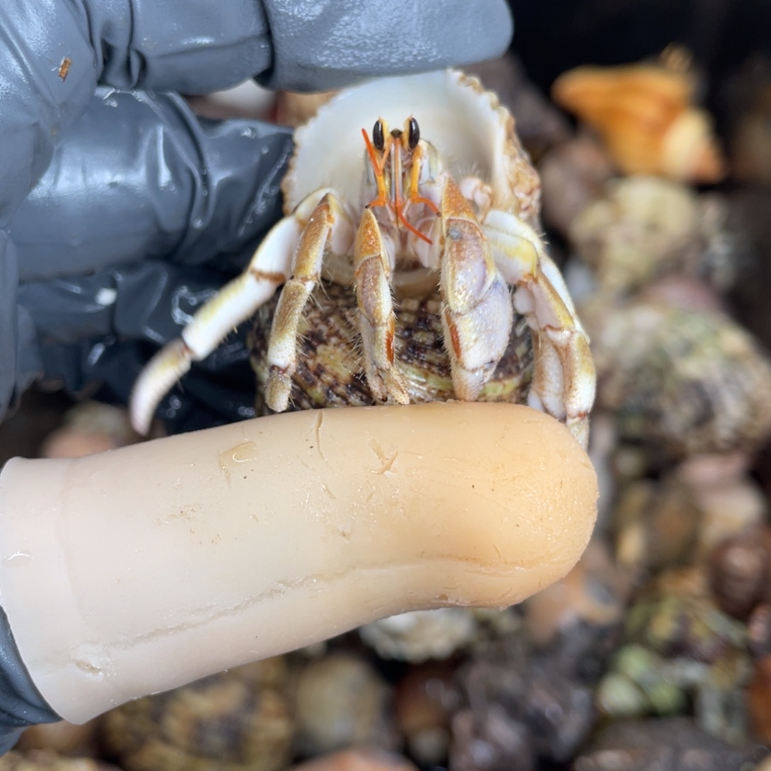 不退不换活体宠物85