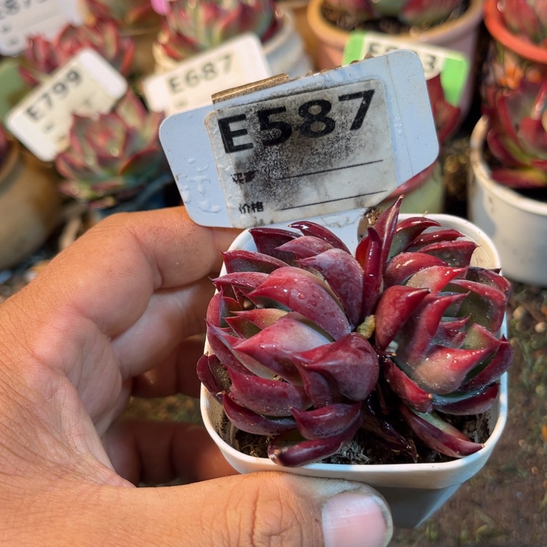 惊鸿一瞥587月的