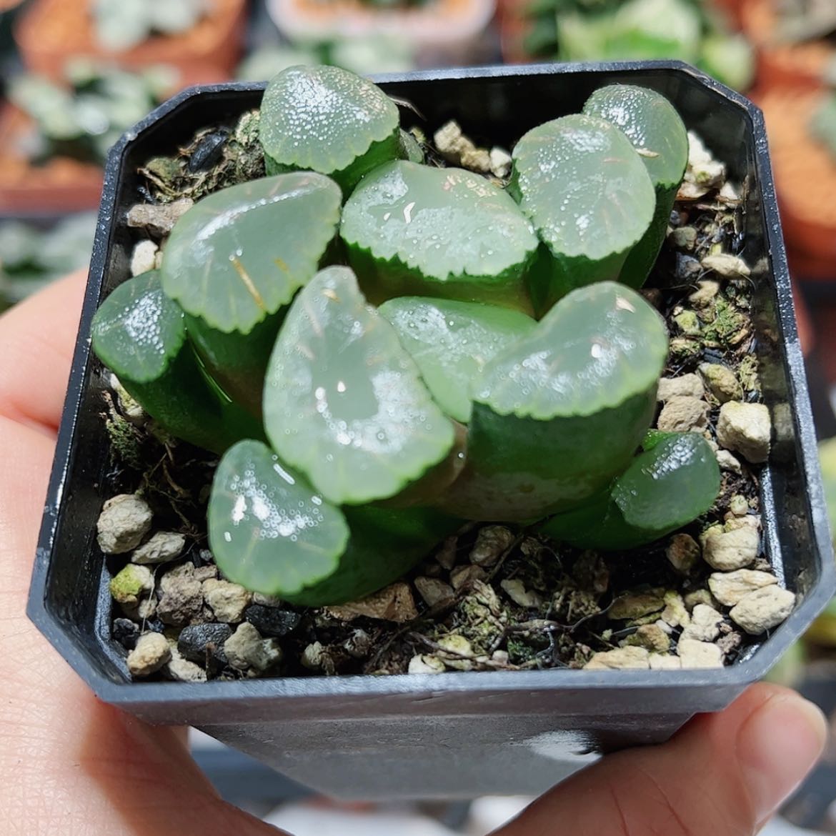 【闪购商品】红月亮