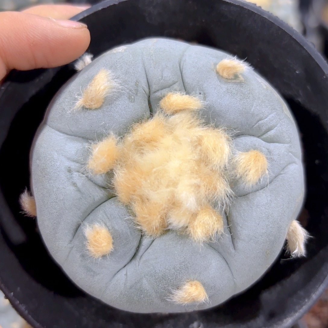 大尤G g g g g g g 689