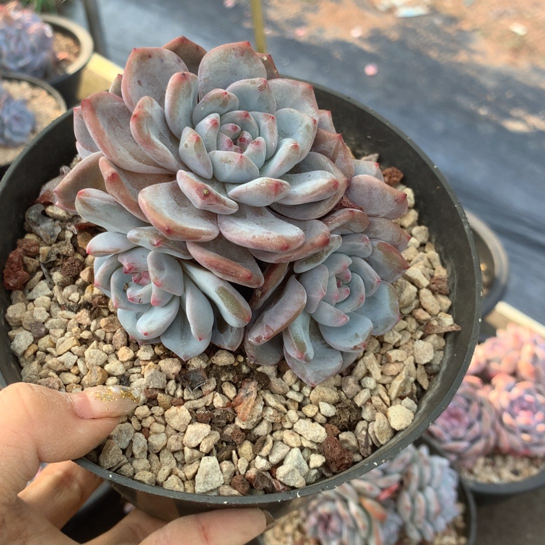 哈哈哈哈哈哈哈哈石榴籽冰玉