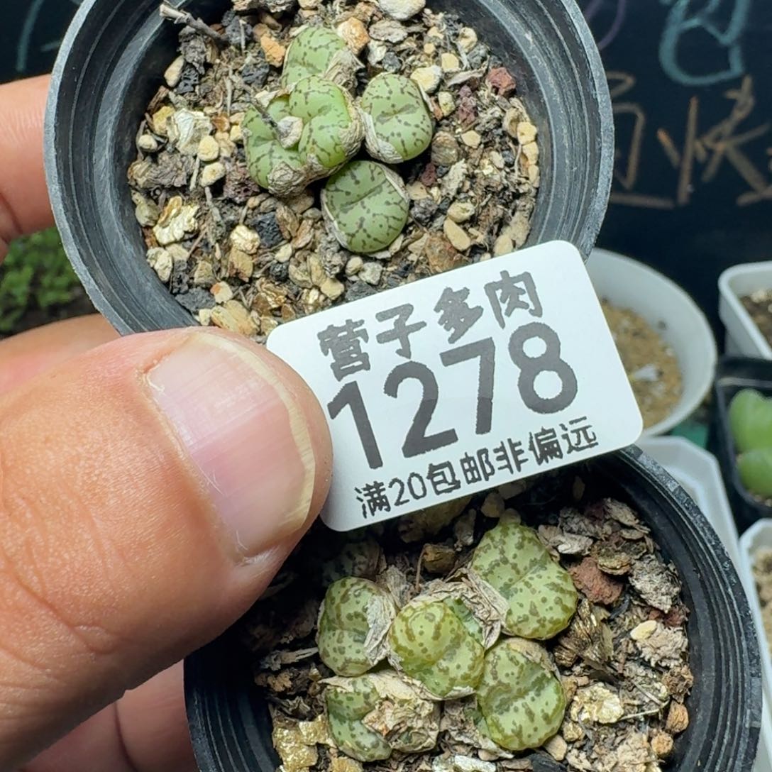 带盆土。            