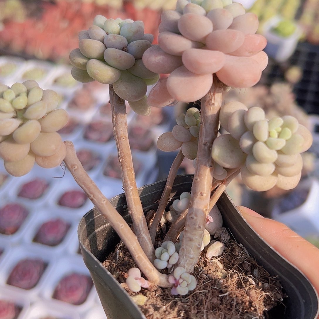 老桩洛可可样品发货19