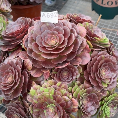 692花月夜35厘米左右