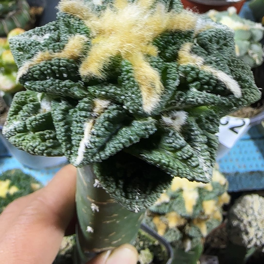 纯种螺旋辛顿958仙人球