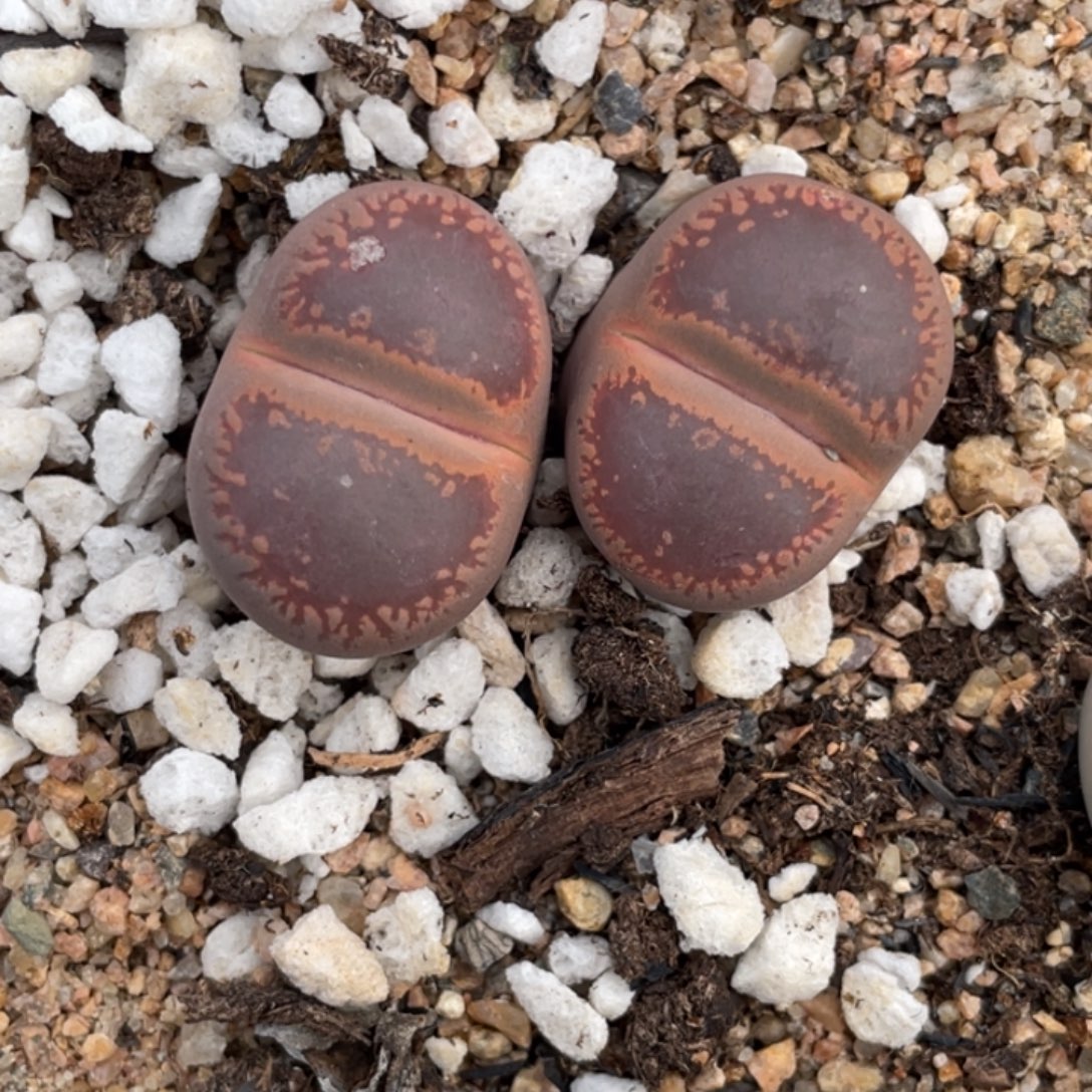 非偏远满20包邮404