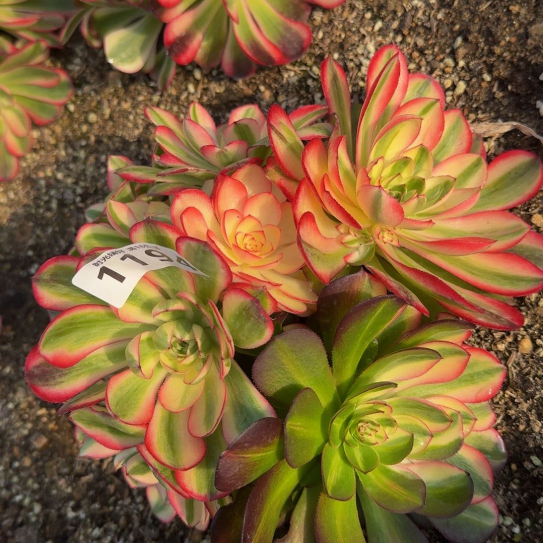 1194荔枝。多肉植物