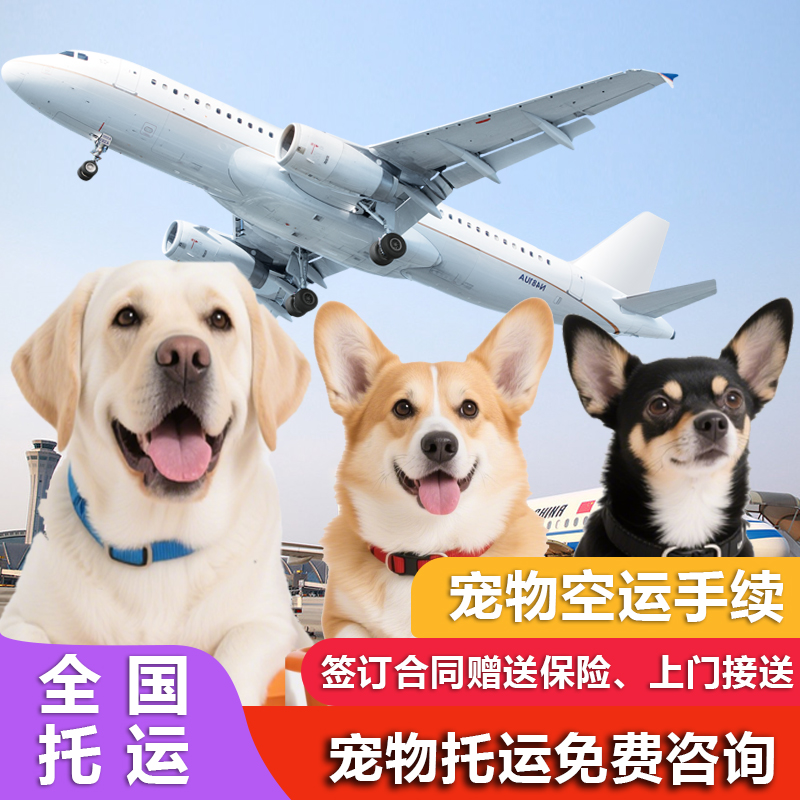 宠物托运服务全国猫咪狗随机北京上海深圳手续国际空运输专车邮寄