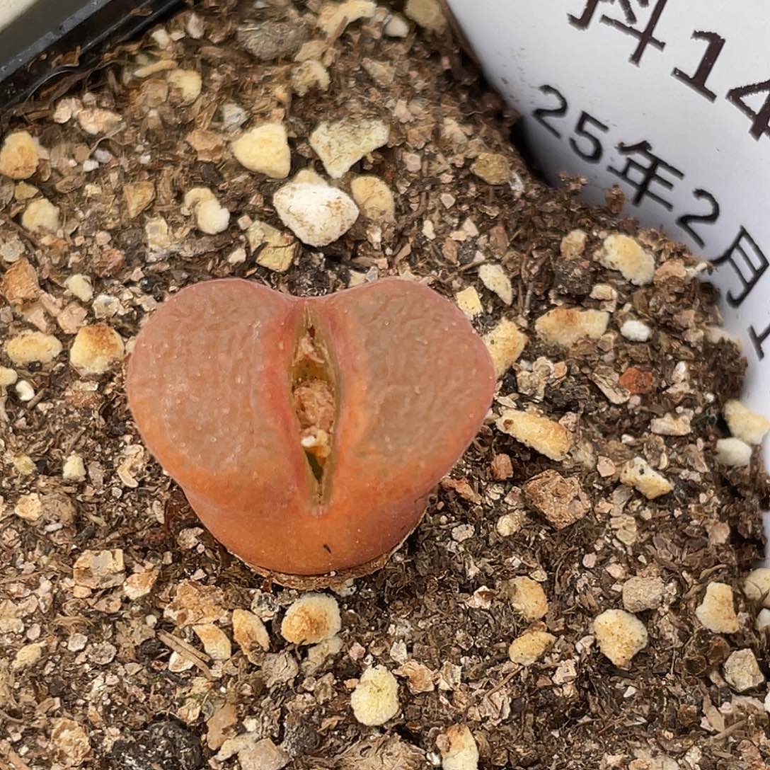 14-104红风铃多肉植物