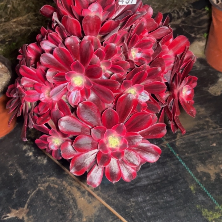 美杜莎490多肉法师一物一拍