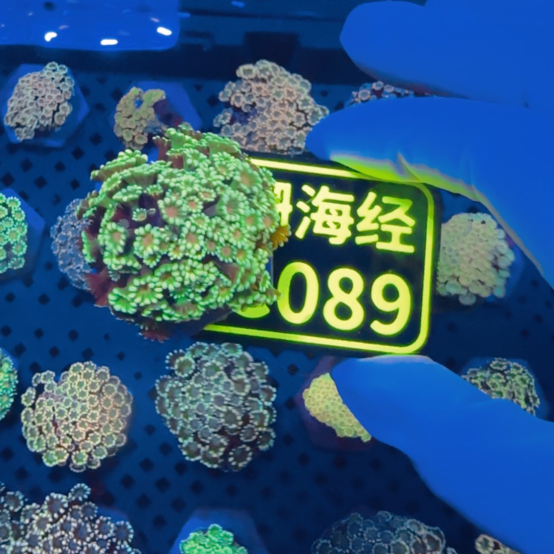 小***白纽扣珊瑚晓晓不包邮幻彩茉莉C089