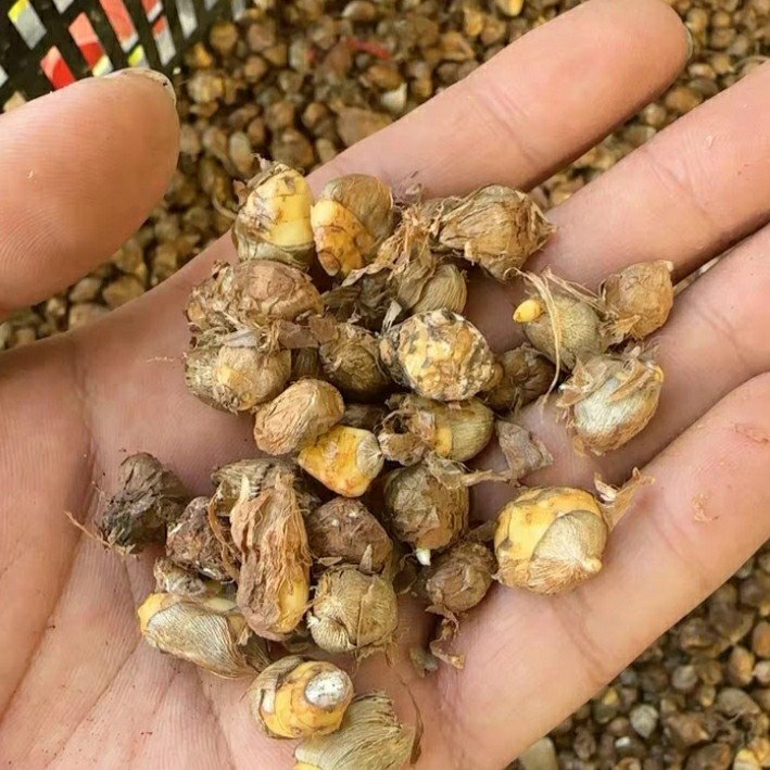 香雪兰小球球，混色球，按斤卖一斤400个左右种一年明年就是中等球，