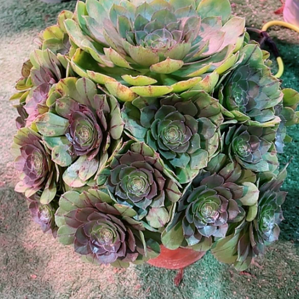 【闪购商品】法师好看也好养万拉斯