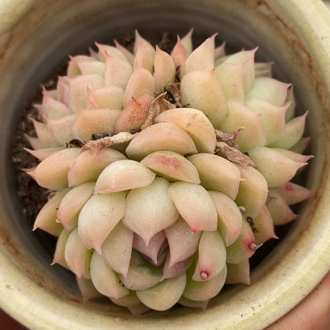 一物一拍拍精品多肉_26