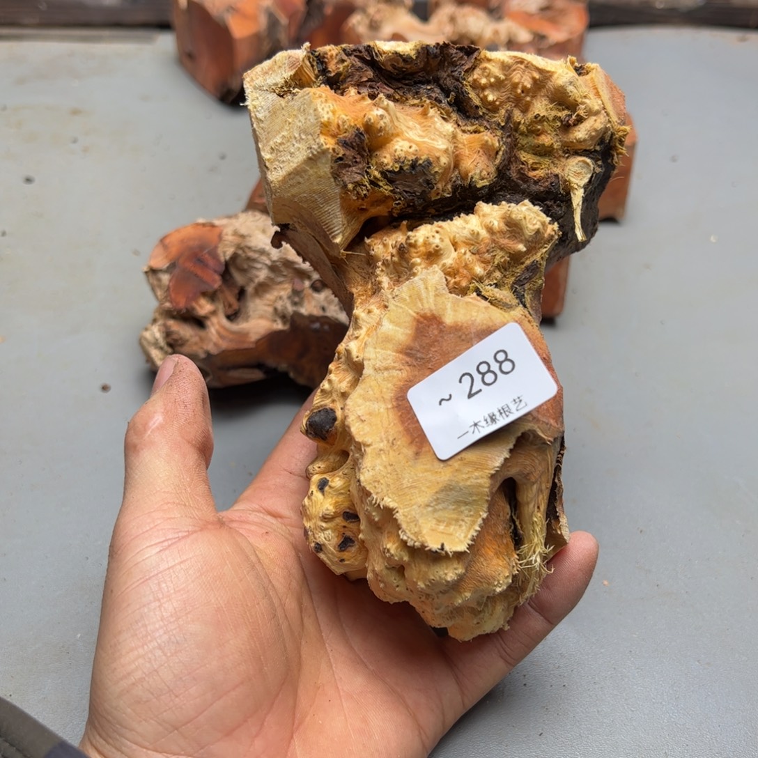 大***浪无花朵        288