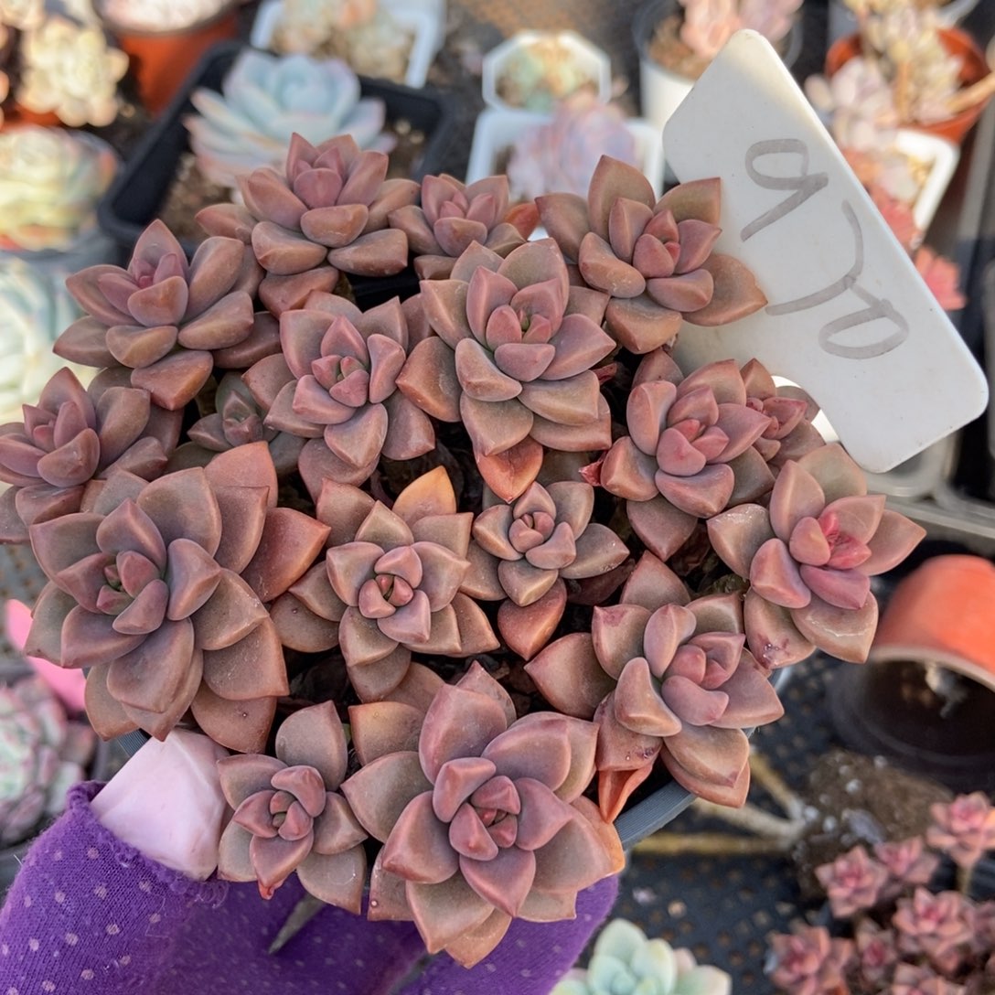 970姬龙月多肉植物保护