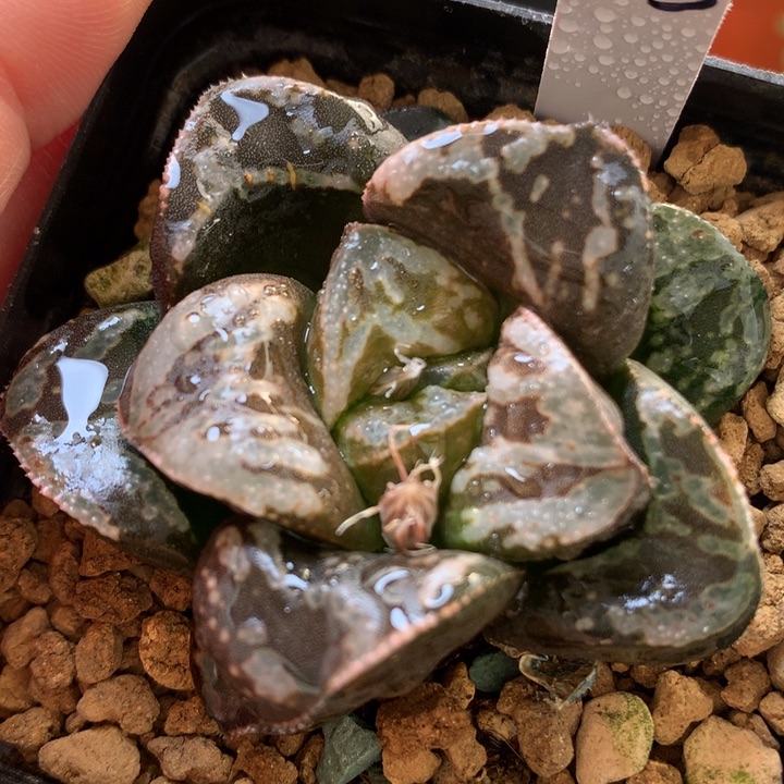 虎克船长带盆土发货