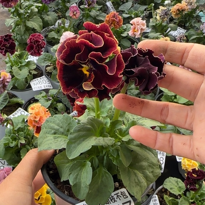 无花朵M857小苗苗晃零下5勿拍