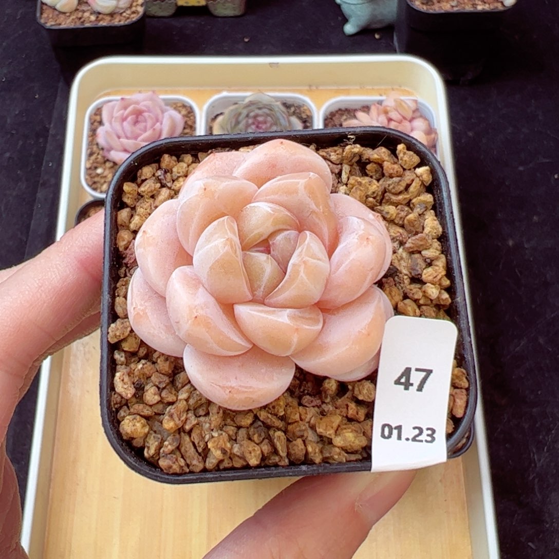 茶卡47、哈哈哈哈