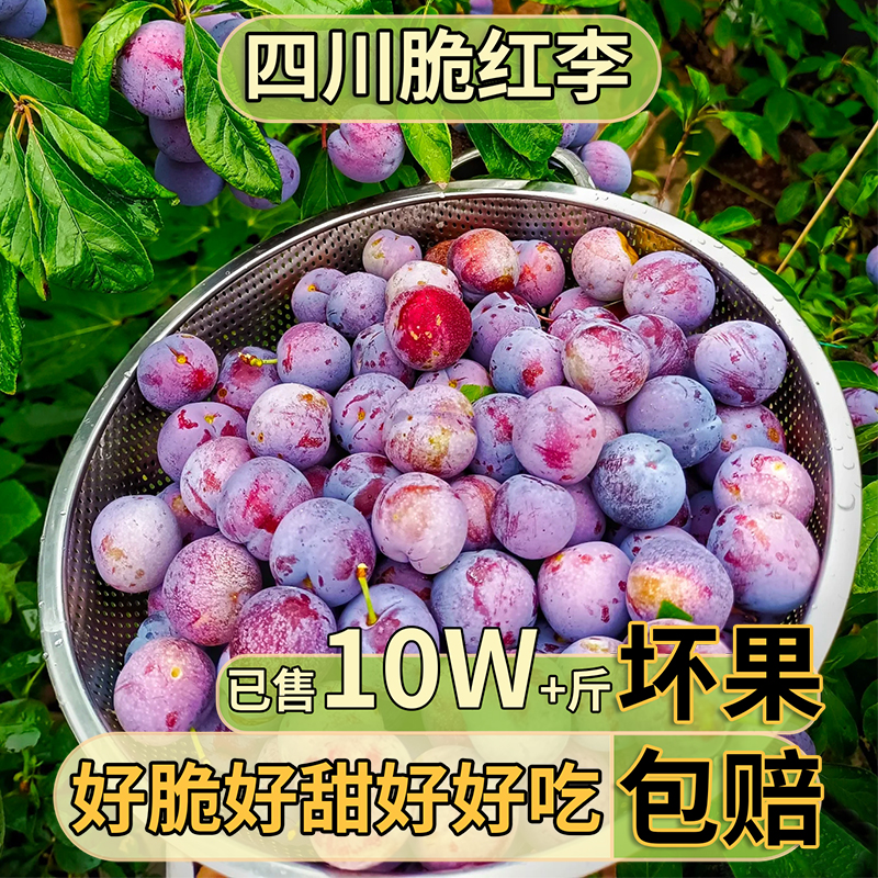 四川高山现摘脱骨李脆红李脆甜多汁新鲜应季水果