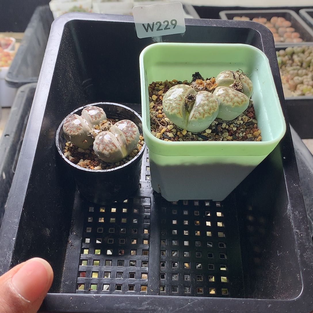 浮***白W229多肉植物保护研究所所长