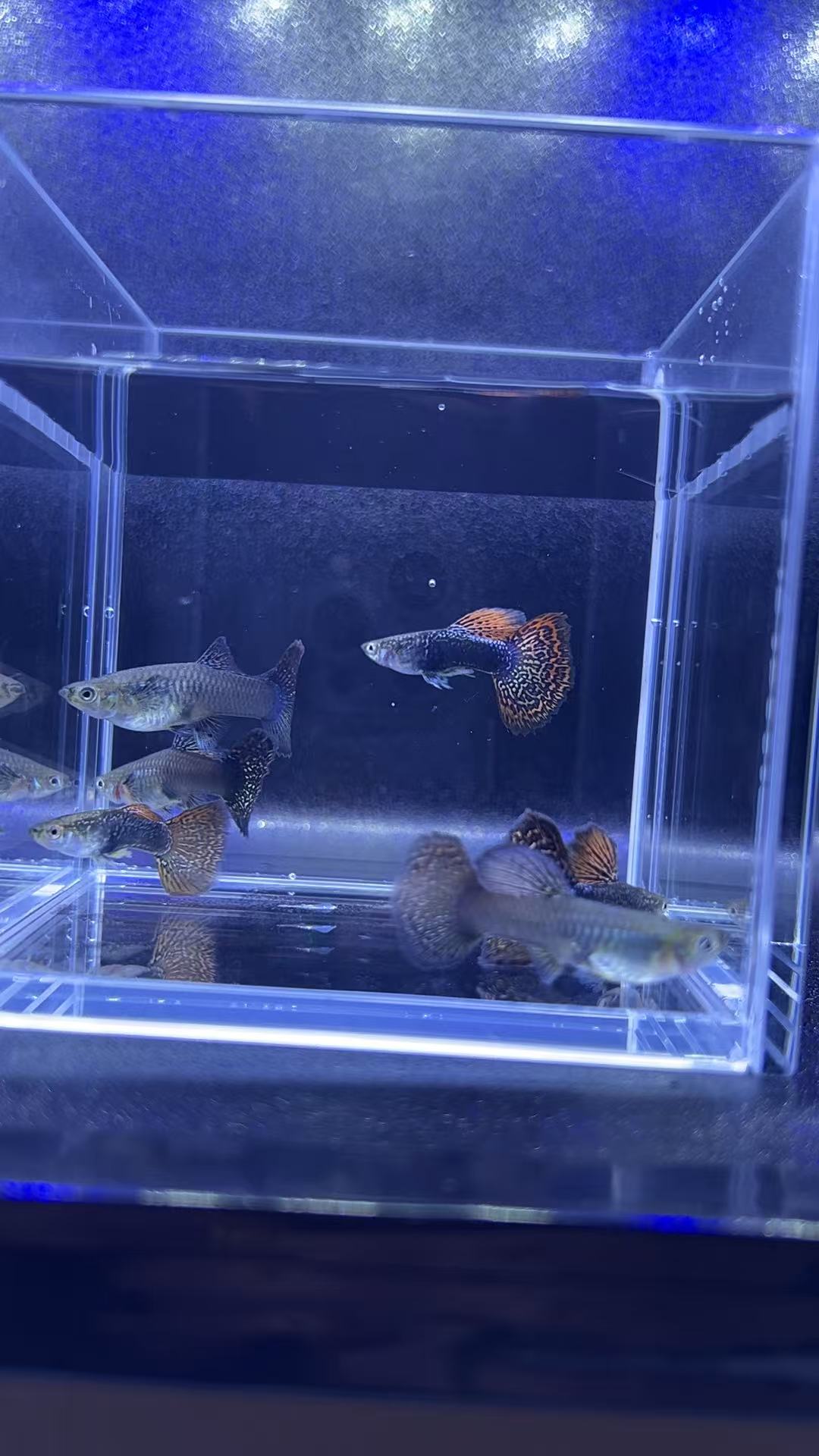 七彩龙鳞短体孔雀鱼好养耐活公母搭配（录开箱视频，入缸不赔）
