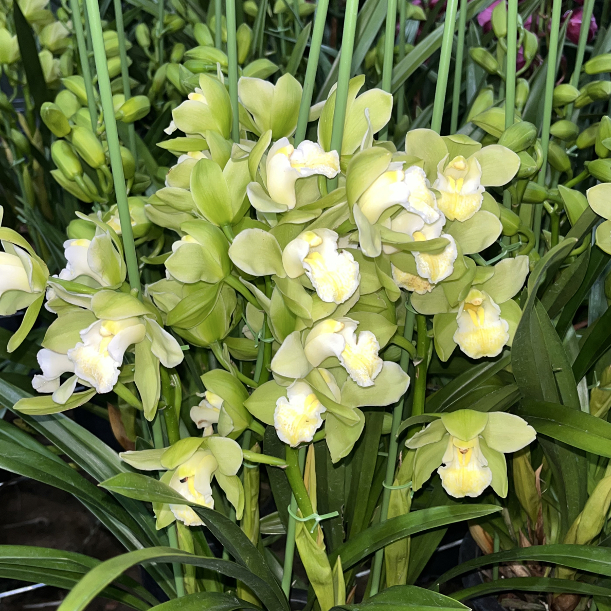 云南大花惠兰【绿如意】年宵花原盆原土带花苞带花剑基地直发