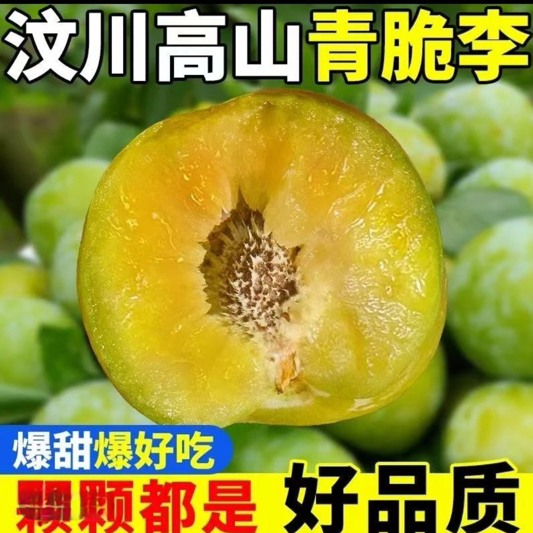 四川汶川青脆李脆甜脱骨太好吃了