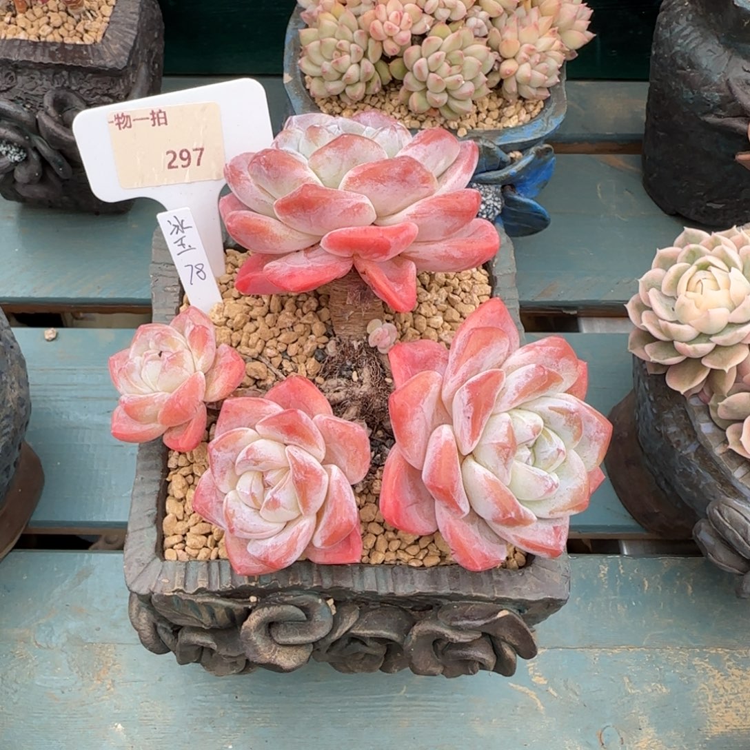 晴***雨解忧一物一拍297冰玉