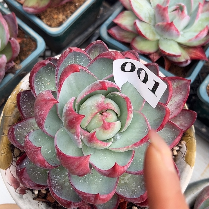 惊鸿惊鸿保底12厘米发货