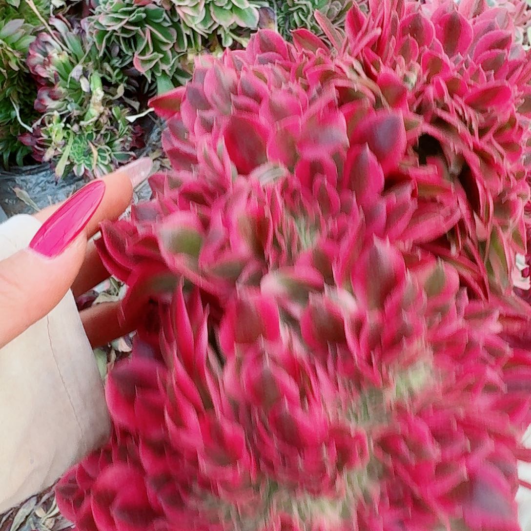 526 缀化无根不包侧枝