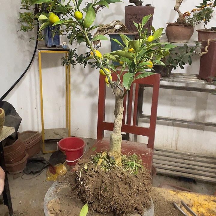 ****6完全开放金枣子挂果