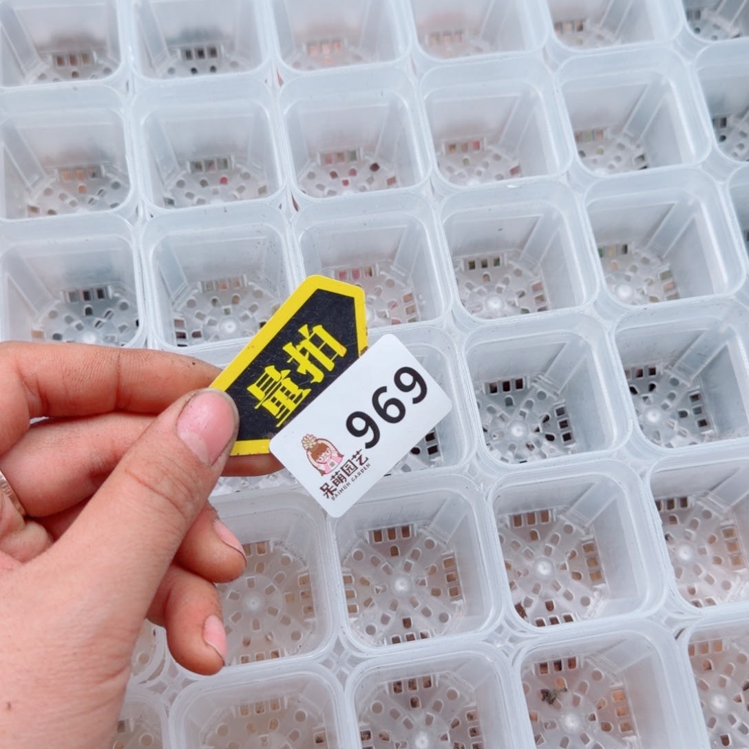 多肉植物多肉植物